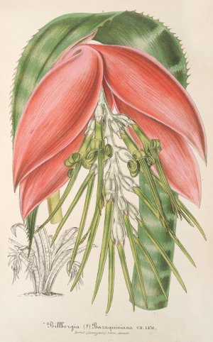 Billbergia Baraquiniana Oil painting by Charles Antoine Lemaire