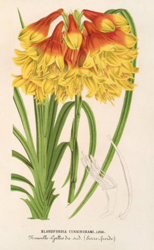 Blandfordia Cunninghamii by Charles Antoine Lemaire Oil Painting