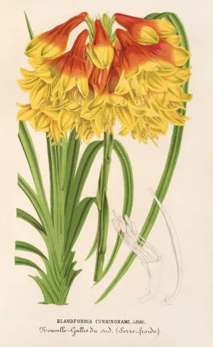 Blandfordia Cunninghamii by Charles Antoine Lemaire Oil Painting
