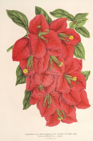 Bougainvillea spectabilis by Charles Antoine Lemaire Oil Painting