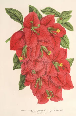 Bougainvillea spectabilis by Charles Antoine Lemaire Oil Painting