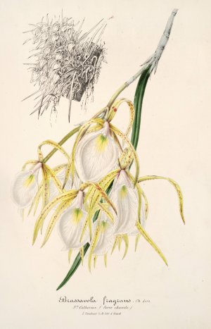 Brassavola fragrans by Charles Antoine Lemaire Oil Painting