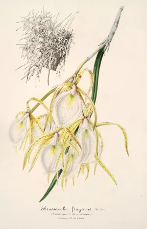 Brassavola fragrans by Charles Antoine Lemaire Oil Painting