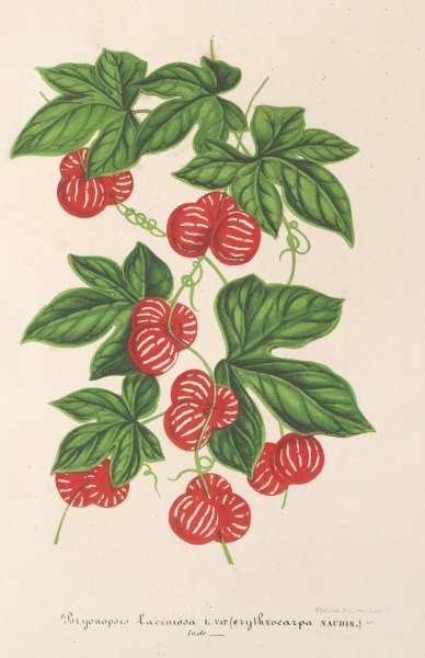 Bryonopsis laciniata  by Charles Antoine Lemaire - Hand-Painted Oil Painting Reproduction