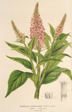 Buddleia curviflora by Charles Antoine Lemaire Oil Painting