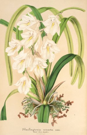 Burlingtonia venusta by Charles Antoine Lemaire Oil Painting