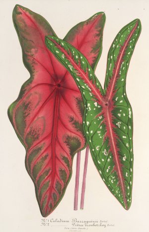 Caladium Baraquinii, Troubetzkoy by Charles Antoine Lemaire Oil Painting