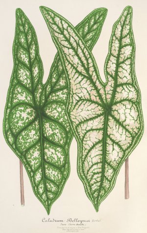 Caladium Belleymei by Charles Antoine Lemaire Oil Painting