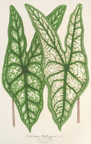 Caladium Belleymei by Charles Antoine Lemaire Oil Painting