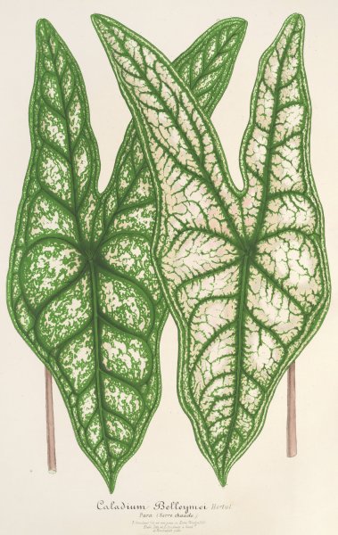 Caladium Belleymei  by Charles Antoine Lemaire - Hand-Painted Oil Painting Reproduction