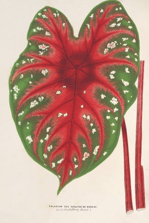Caladium Duc Adolphe de Nassau by Charles Antoine Lemaire Oil Painting