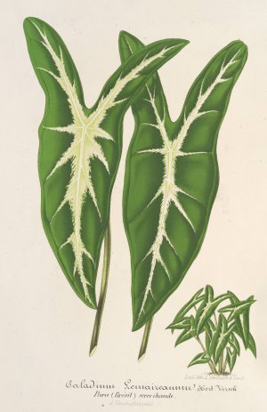 Caladium Lemaireanum by Charles Antoine Lemaire Oil Painting