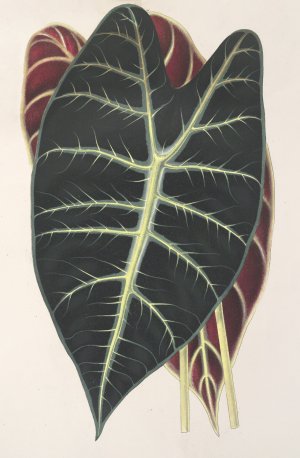 Caladium Lowii by Charles Antoine Lemaire Oil Painting