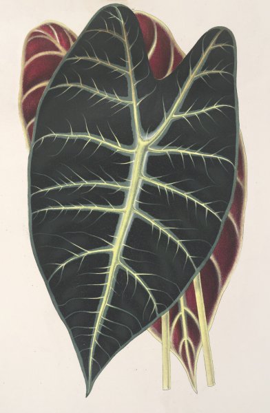 Caladium Lowii  by Charles Antoine Lemaire - Hand-Painted Oil Painting Reproduction