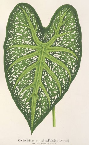 Caladium mirabile by Charles Antoine Lemaire Oil Painting