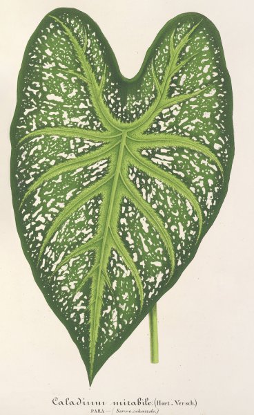 Caladium mirabile  by Charles Antoine Lemaire - Hand-Painted Oil Painting Reproduction