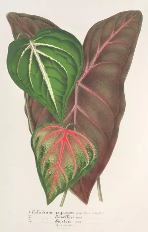 Caladium varietes by Charles Antoine Lemaire Oil Painting