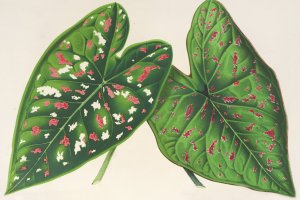 Caladium by Charles Antoine Lemaire Oil Painting