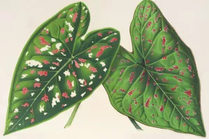 Caladium by Charles Antoine Lemaire Oil Painting