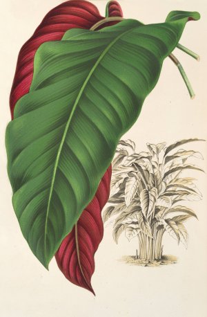 Calathea arrecta by Charles Antoine Lemaire Oil Painting