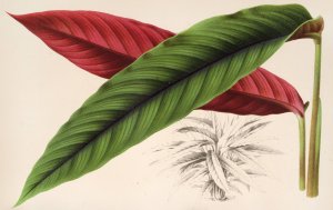 Calathea by Charles Antoine Lemaire Oil Painting