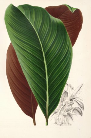 Calathea pacifica Oil painting by Charles Antoine Lemaire