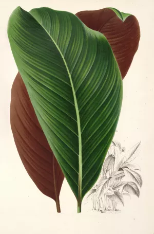 Calathea pacifica by Charles Antoine Lemaire Oil Painting