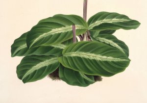 Calathea undulata by Charles Antoine Lemaire Oil Painting
