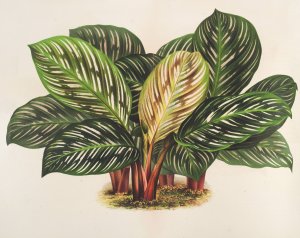Calathea by Charles Antoine Lemaire Oil Painting
