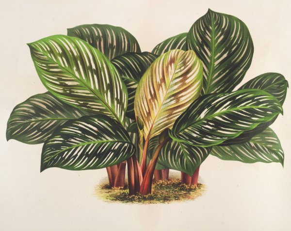 Calathea  by Charles Antoine Lemaire - Hand-Painted Oil Painting Reproduction