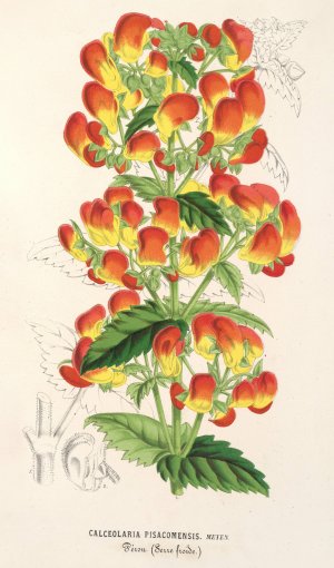 Calceolaria pisacomensis by Charles Antoine Lemaire Oil Painting
