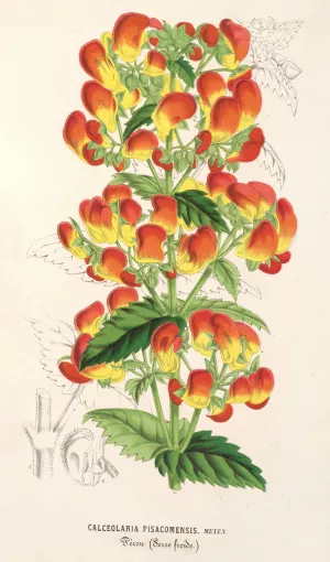 Calceolaria pisacomensis by Charles Antoine Lemaire Oil Painting