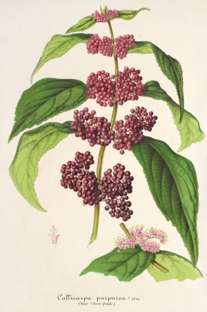 Callicarpa purpurea by Charles Antoine Lemaire Oil Painting