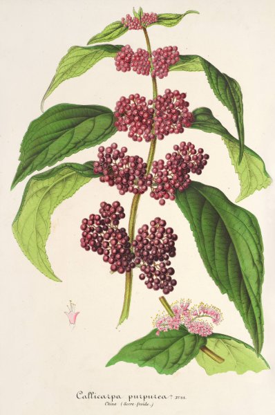 Callicarpa purpurea  by Charles Antoine Lemaire - Hand-Painted Oil Painting Reproduction