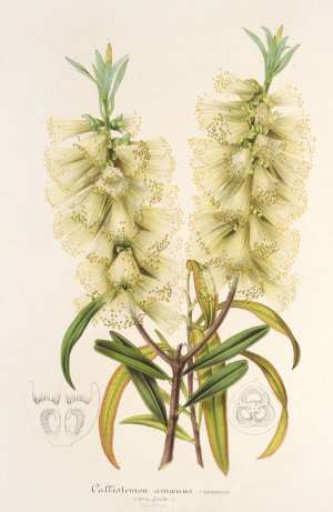 Callistemon amonus by Charles Antoine Lemaire Oil Painting