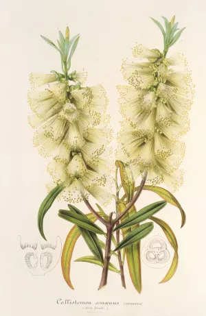 Callistemon amonus Oil painting by Charles Antoine Lemaire