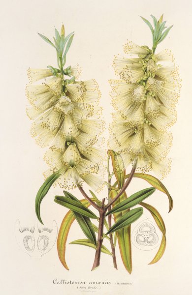 Callistemon amonus  by Charles Antoine Lemaire - Hand-Painted Oil Painting Reproduction