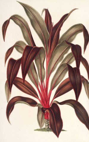 Calodracon terminalis, var Moorei by Charles Antoine Lemaire Oil Painting