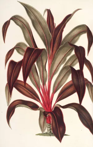 Calodracon terminalis, var Moorei by Charles Antoine Lemaire Oil Painting