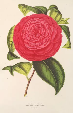 Camellia Adriana by Charles Antoine Lemaire Oil Painting