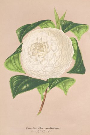 Camellia alba ornatissima by Charles Antoine Lemaire Oil Painting
