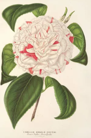 Camellia Angelo Cocchi by Charles Antoine Lemaire Oil Painting