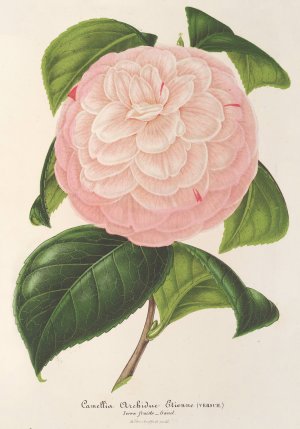 Camellia Archiduc etienne by Charles Antoine Lemaire Oil Painting