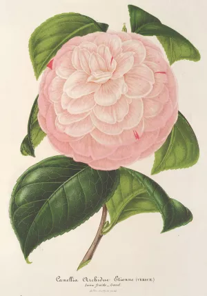 Camellia Archiduc etienne by Charles Antoine Lemaire Oil Painting