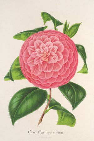 Camellia Baron de Vriere Oil painting by Charles Antoine Lemaire