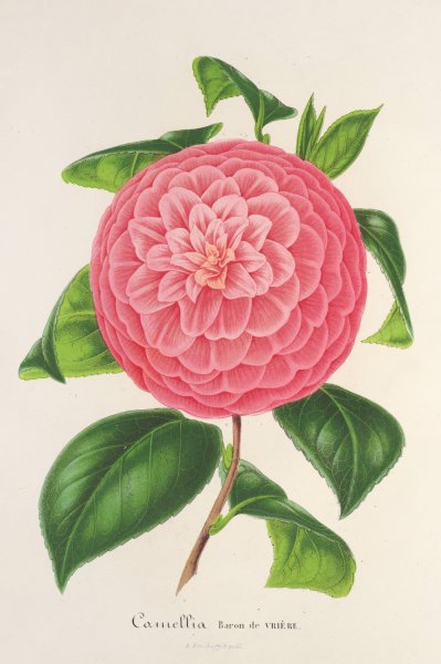 Camellia Baron de Vriere  by Charles Antoine Lemaire - Hand-Painted Oil Painting Reproduction