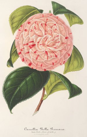 Camellia Bella Romana Oil painting by Charles Antoine Lemaire