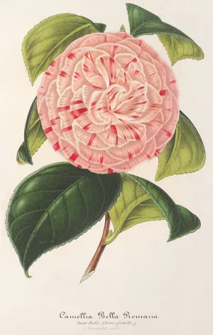 Camellia Bella Romana by Charles Antoine Lemaire Oil Painting