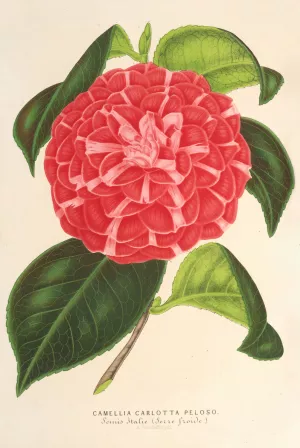 Camellia Cariotta Peloso by Charles Antoine Lemaire Oil Painting