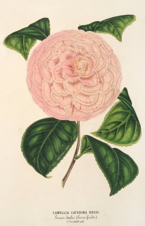Camellia Caterina Rossi by Charles Antoine Lemaire Oil Painting